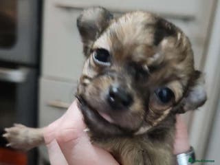 Chihuahua dogs 3tiny treasures looking for loving homes - Advert 2
