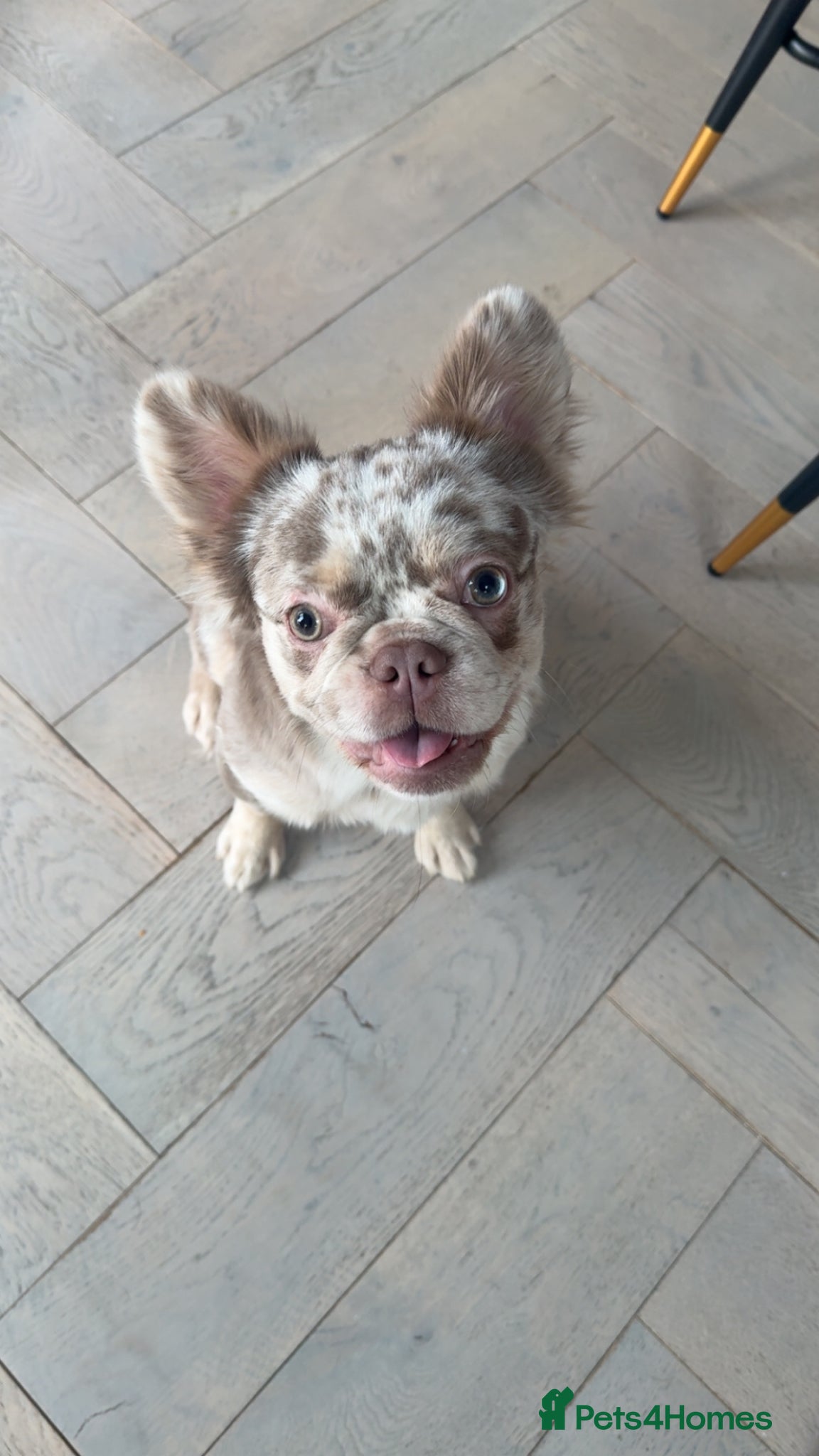 French Bulldog dogs Long haired fluffy French bulldog  - Advert 1
