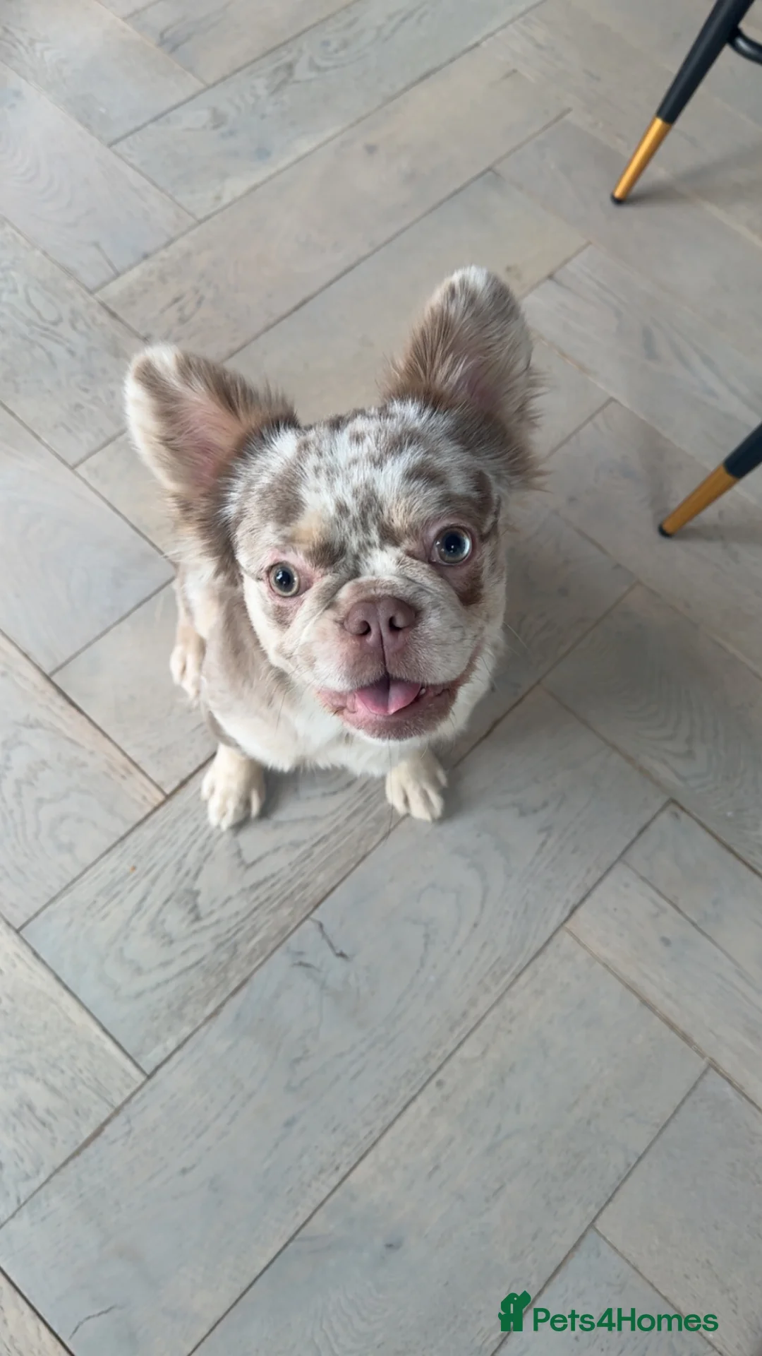 French Bulldog dogs for sale: Long haired fluffy French bulldog  in South Shields - Advert 1