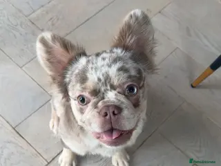 French Bulldog dogs Long haired fluffy French bulldog - Advert 1