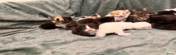 Mixed Breed cats for sale: 2 separate litters! 2 mamas 12 kittens. - Advert 5