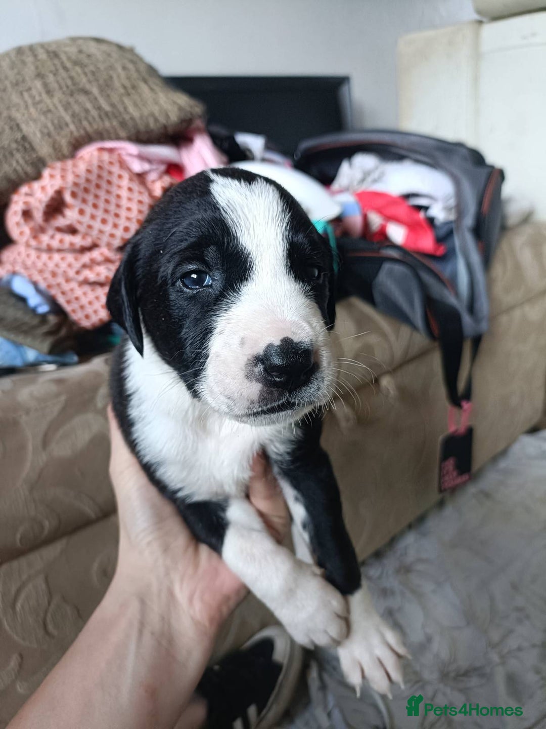 Mixed Breed dogs for sale: Puppies - Image 8