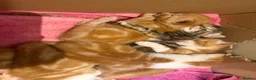 Mixed Breed cats for sale: Gorgeous friendly kittens  - Advert 7
