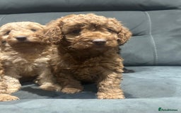 Cockapoo dogs for sale: All female fluffy Cockapoo puppies - Advert 2