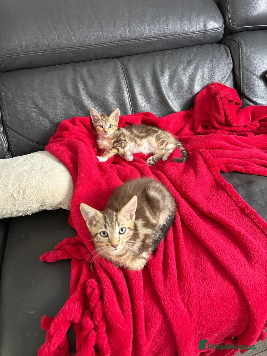 Mixed Breed cats for sale: Beautiful Tabby Kittens - Advert 2