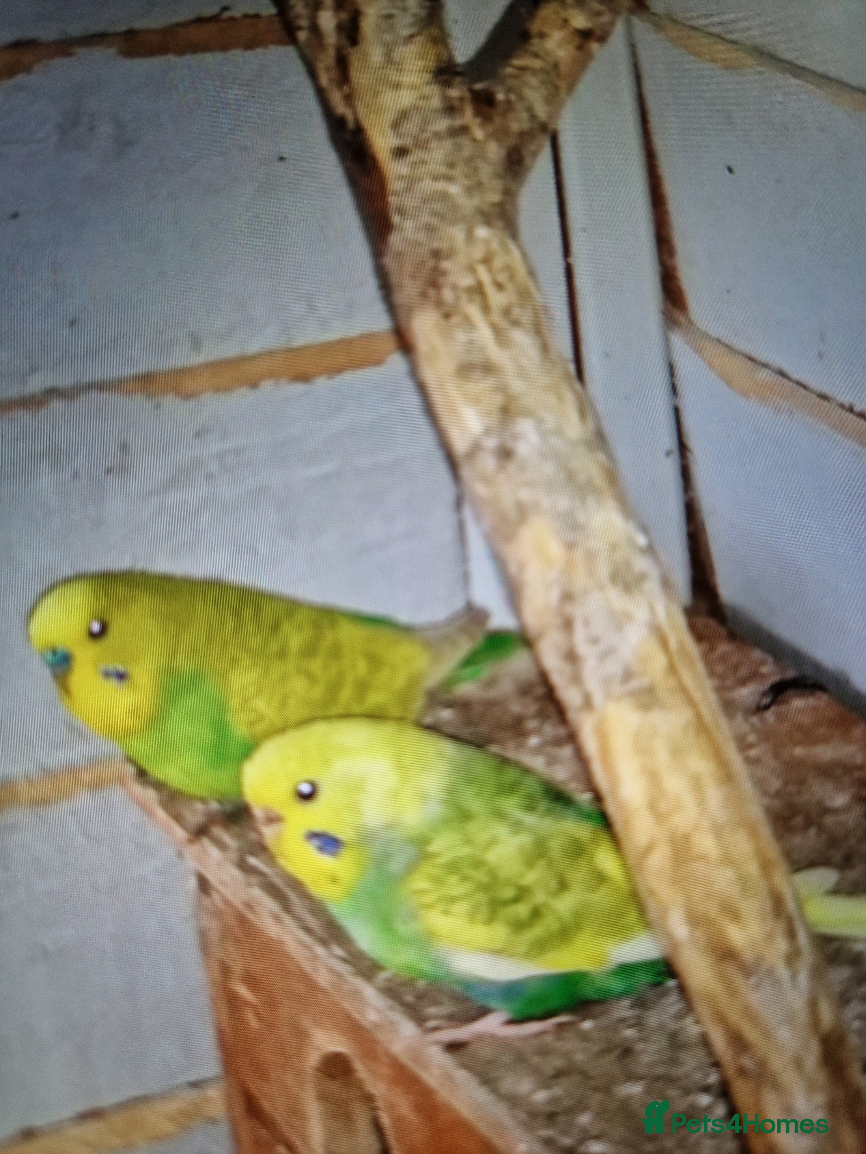 Cockatiels birds Budgies - Advert 23