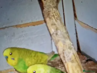 Cockatiels birds Budgies - Advert 23