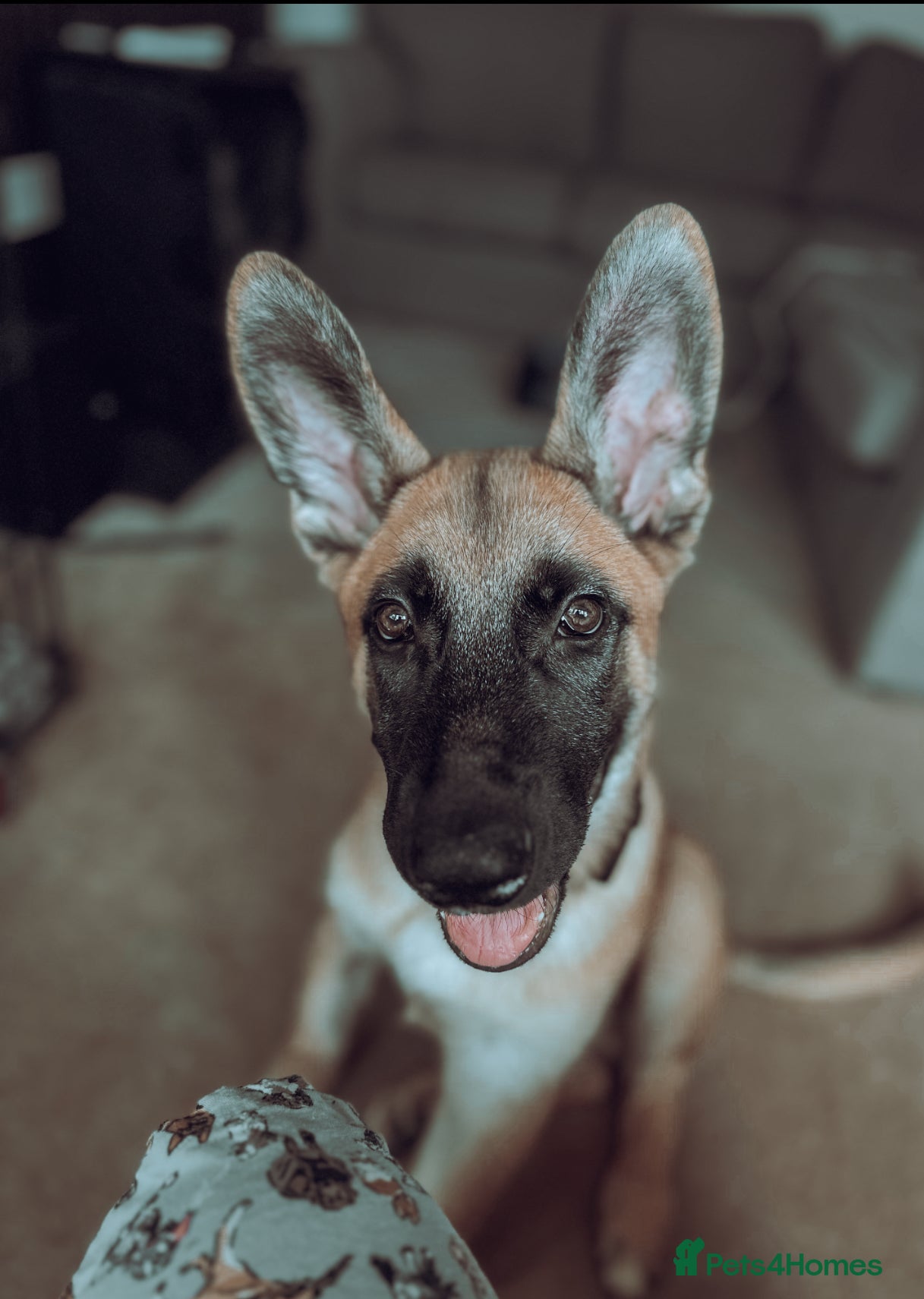 Mixed Breed dogs Texas - Advert 9