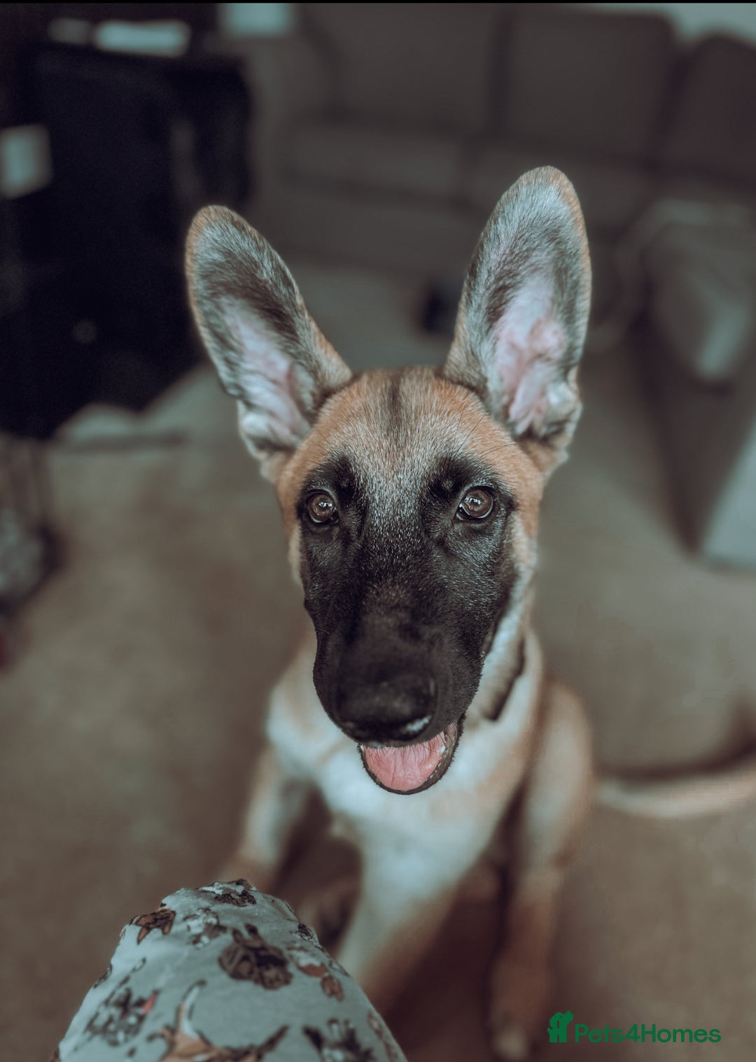 Mixed Breed dogs for sale: Texas - Advert 1