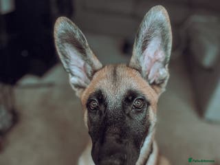 Mixed Breed dogs Texas - Advert 7