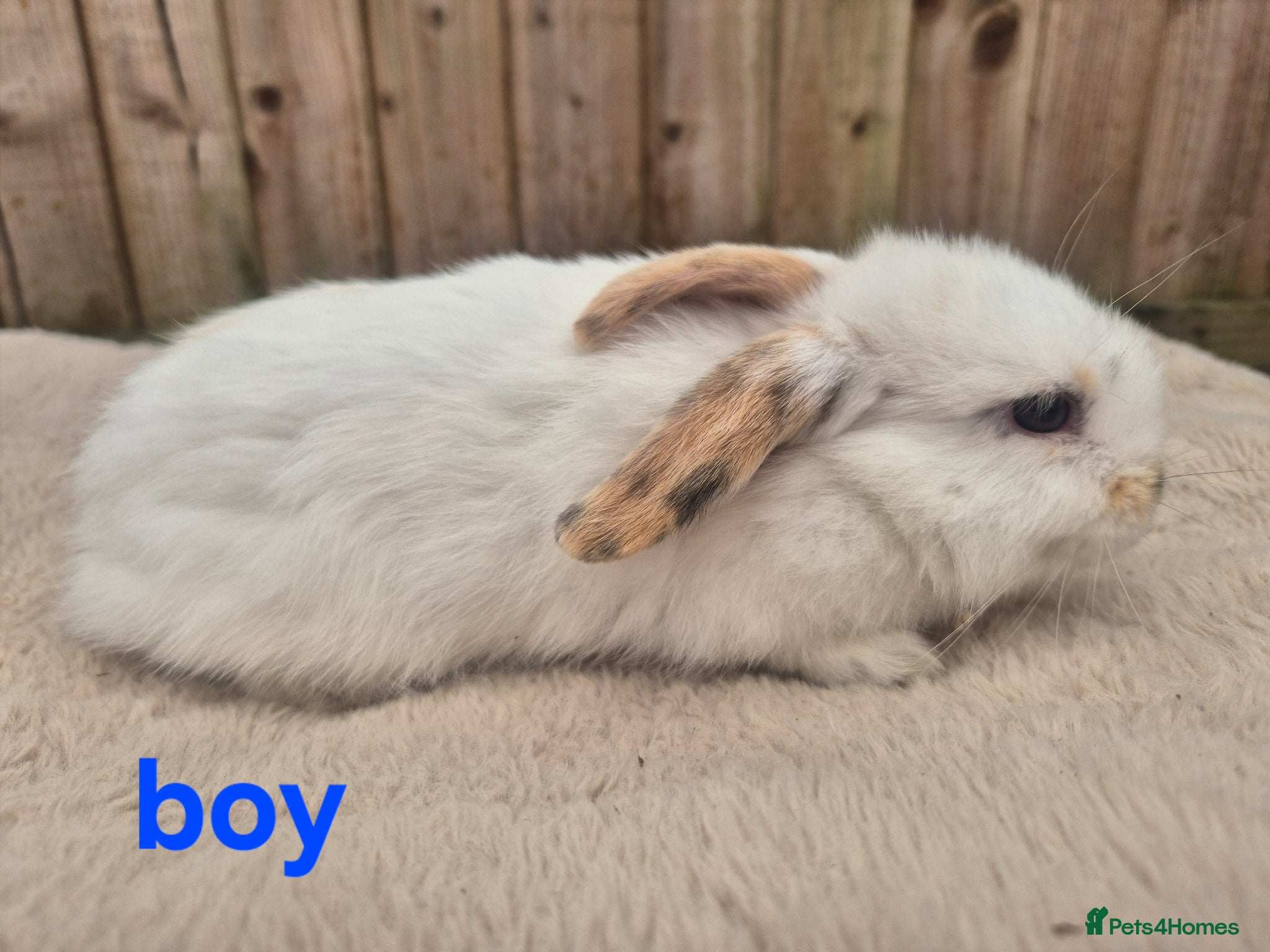 Mini Lop rabbits ❤️ READY TO GO NOW  💙  - Advert 1