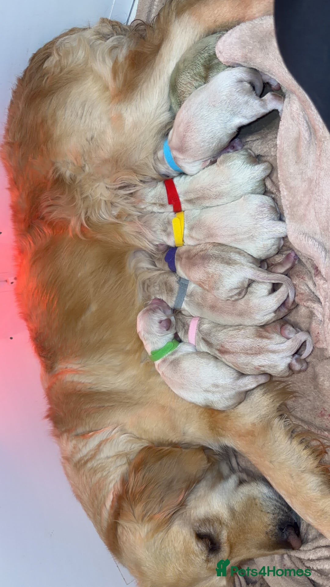 Golden Retriever dogs for sale: KC REGISTERED CREAM GOLDEN RETRIEVERS. - Advert 3