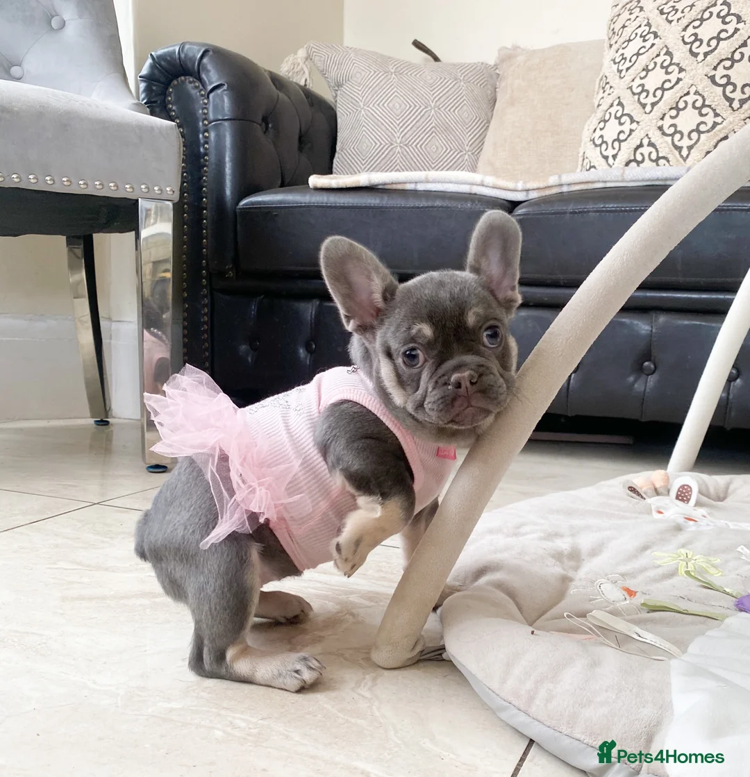 French Bulldog dogs for sale: READY NOW! 1 GIRL LEFT. BLUE & TAN FRENCH BULLDOG - Advert 2