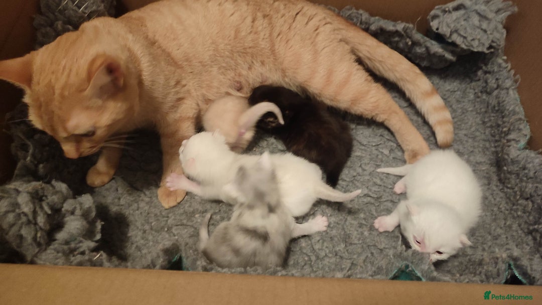 British Shorthair cats for sale: White and cream kittens!!! 😻 - Advert 12