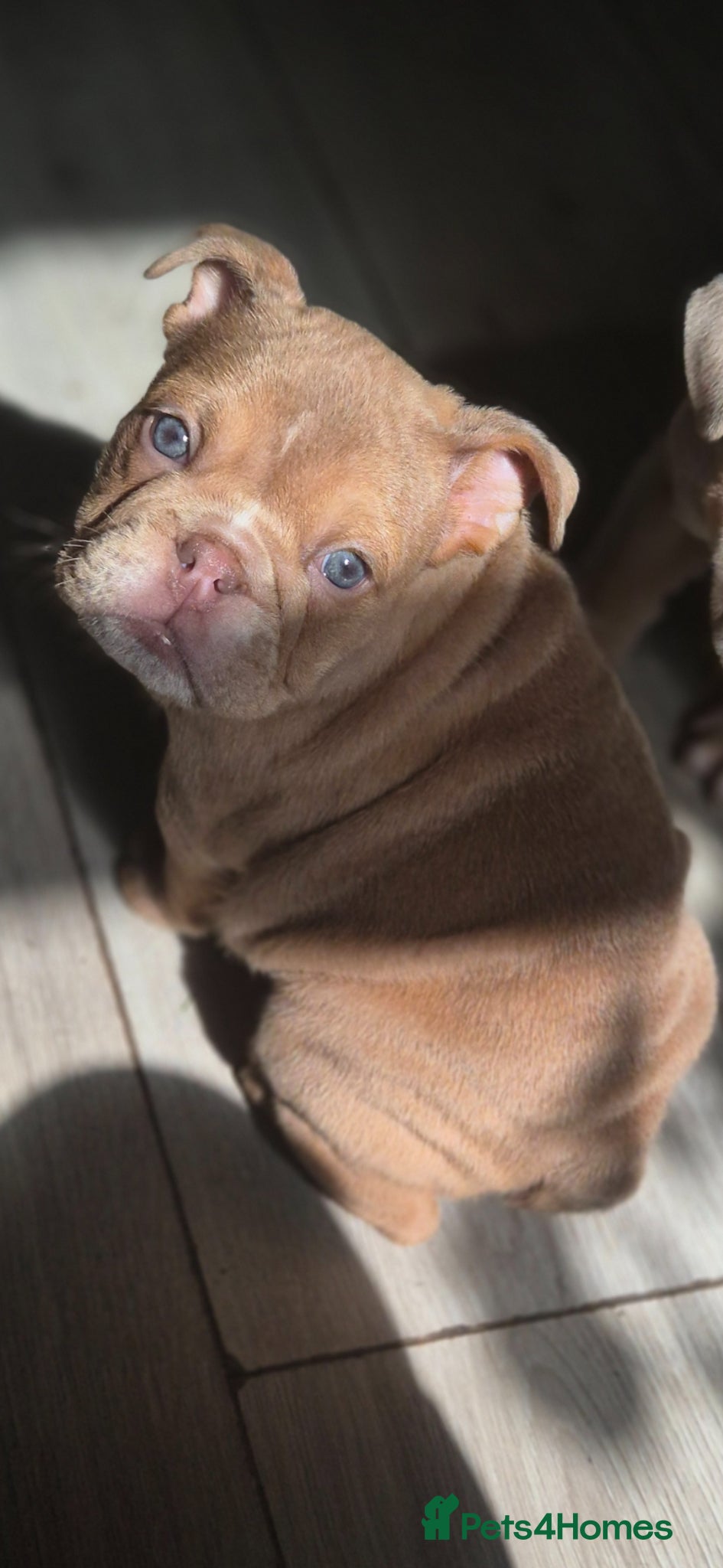 English Bulldog dogs Stunning Lilac Bulldogs - Advert 4