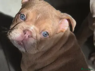 English Bulldog dogs Stunning Lilac Bulldogs - Advert 4