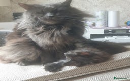 Maine Coon cats for sale: Adult male and female - Image 2