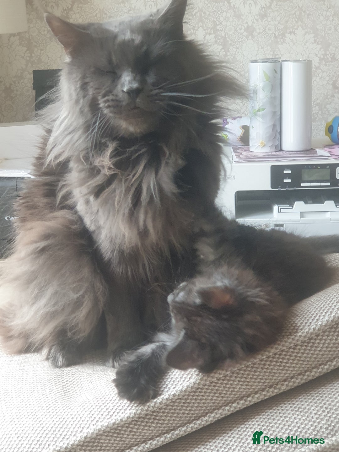 Maine Coon cats for sale: Adult male and female - Image 2