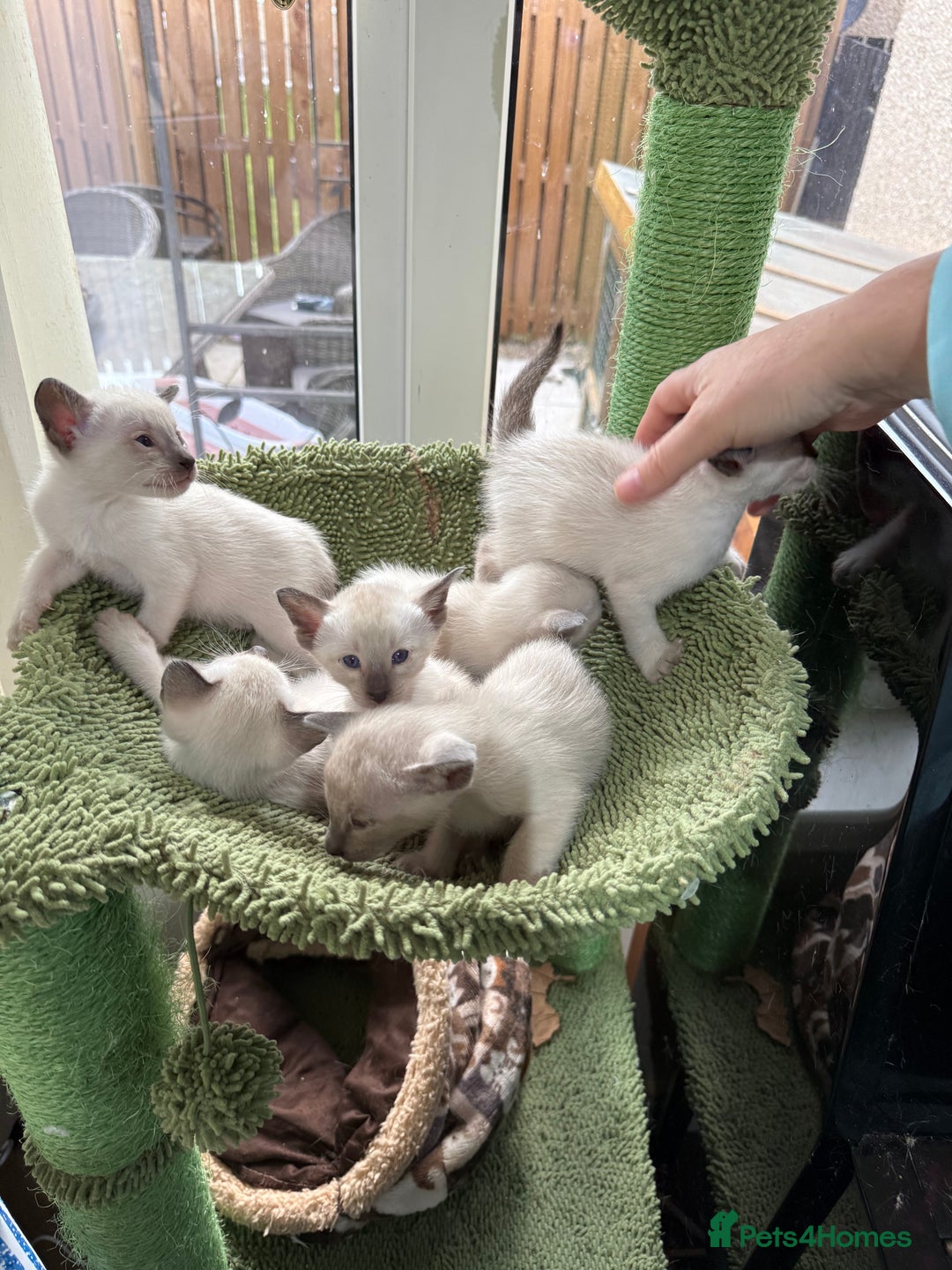 Siamese cats for sale: Siamese seal points  - Image 5