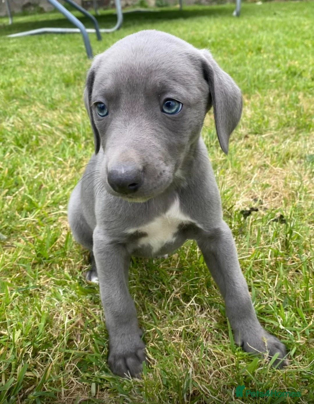 Mixed Breed dogs for sale: German pointer-lurcher cross  whippet pups  - Advert 10