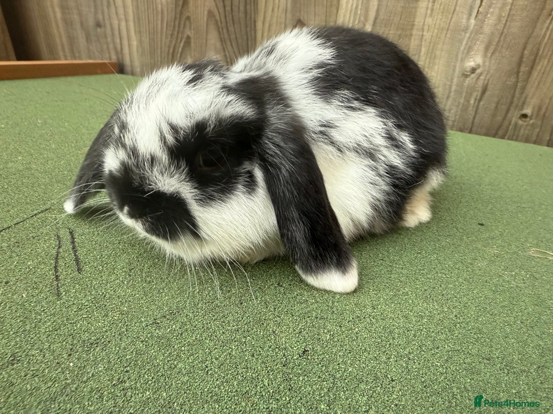 Mini Lop rabbits for sale: Mini lop bucks  - Advert 3
