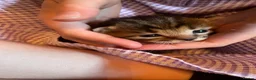 Mixed Breed cats for sale: 3 Litters of Loving and Playful Kittens  - Advert 12