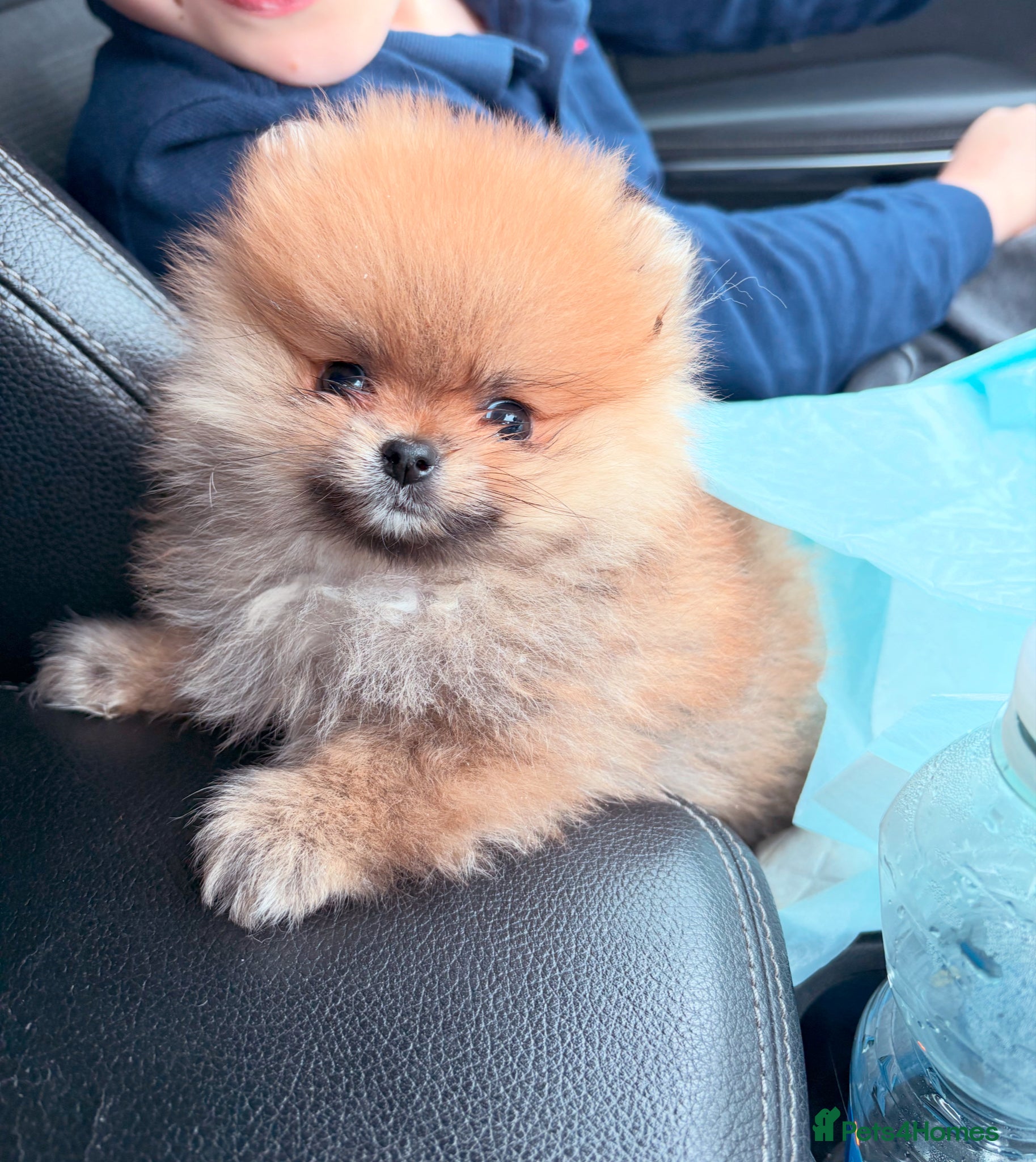 Pomeranian dogs Champion line Bear type Poms  - Advert 5