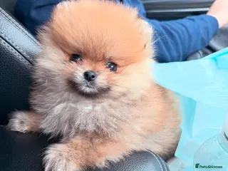 Pomeranian dogs Champion line Bear type Poms - Advert 5