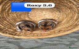 Hamster rodents for sale: Beautiful baby hamsters. Syrian and Russian Dwarf - Image 7