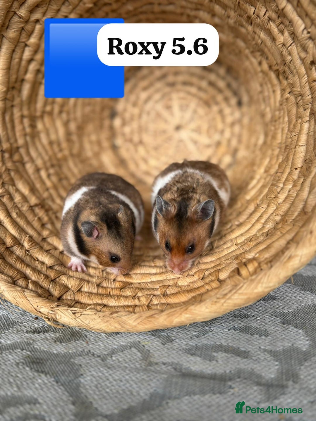 Hamster rodents for sale: Beautiful baby hamsters. Syrian and Russian Dwarf - Image 7