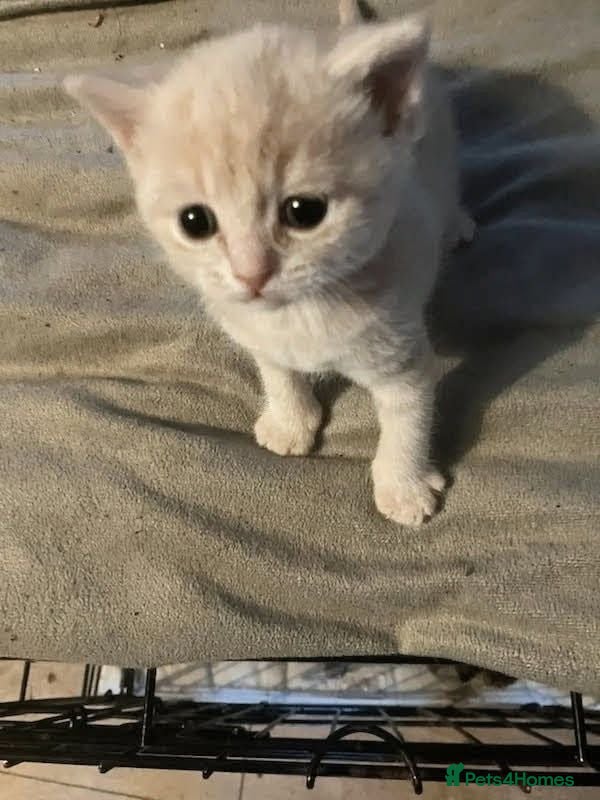 British Shorthair cats British Short Haired Kittens ready now  - Advert 1