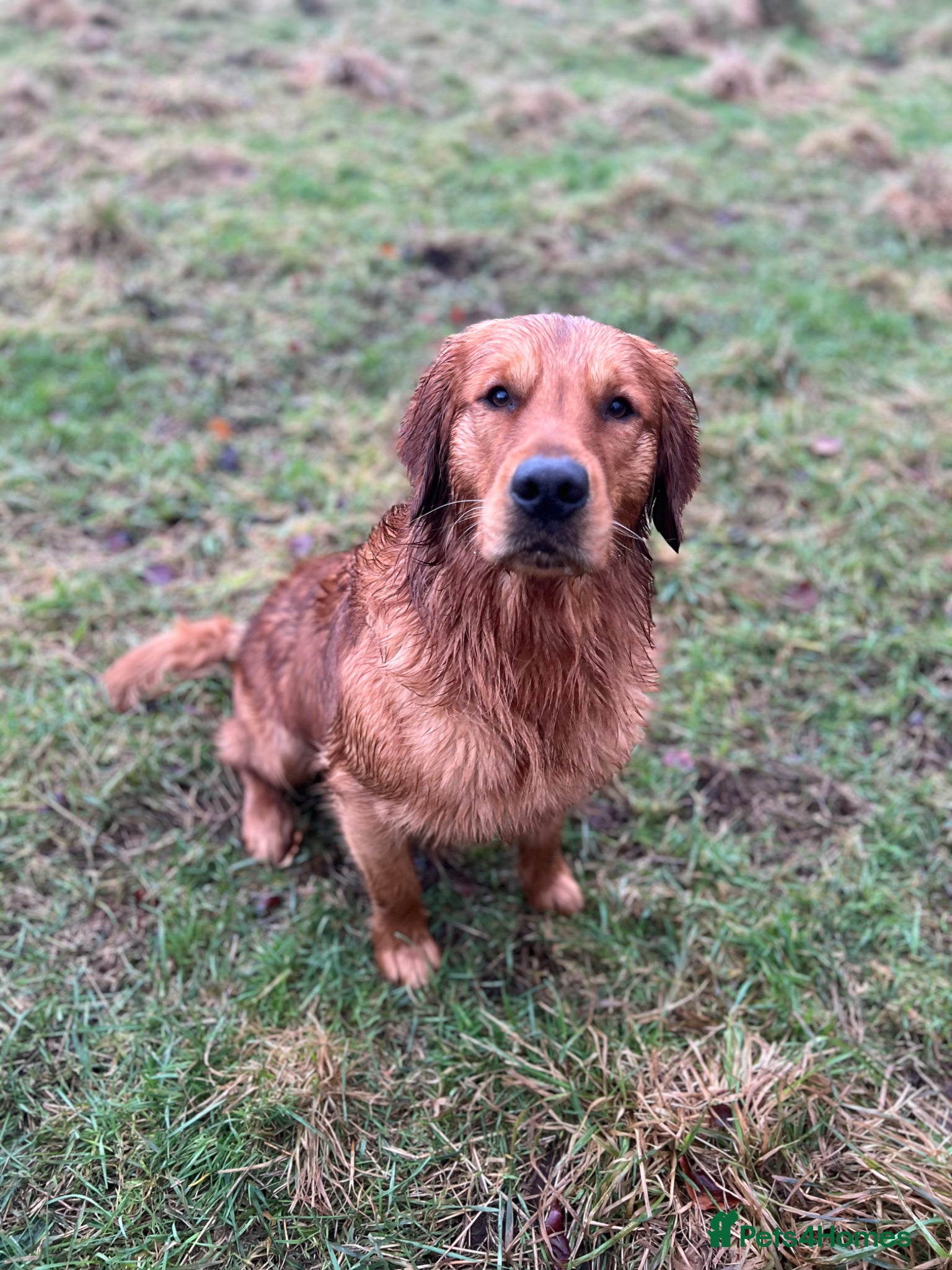 Golden Retriever dogs for sale: Tundra Retriever KC Fox Red Golden Retriever Pups - Advert 6
