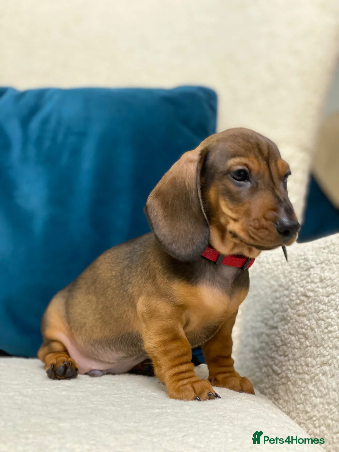 Miniature Dachshund dogs for sale: Gorgeous KC PRA CLR Miniature dachshund girl - Advert 12