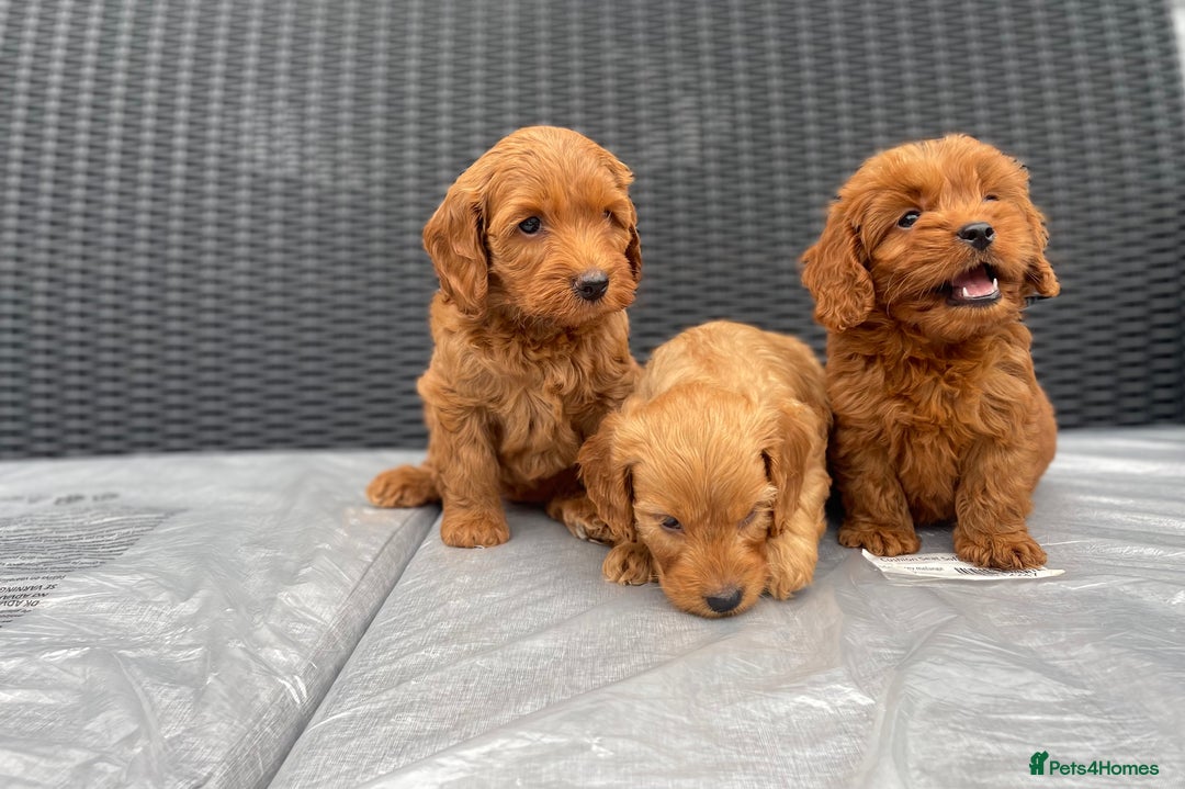 Cockapoo dogs for sale: Beautiful f1 cockapoos ready now - Image 13