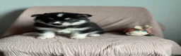Siberian Husky dogs for sale: Carefully-raised northern breed companions - Advert 9