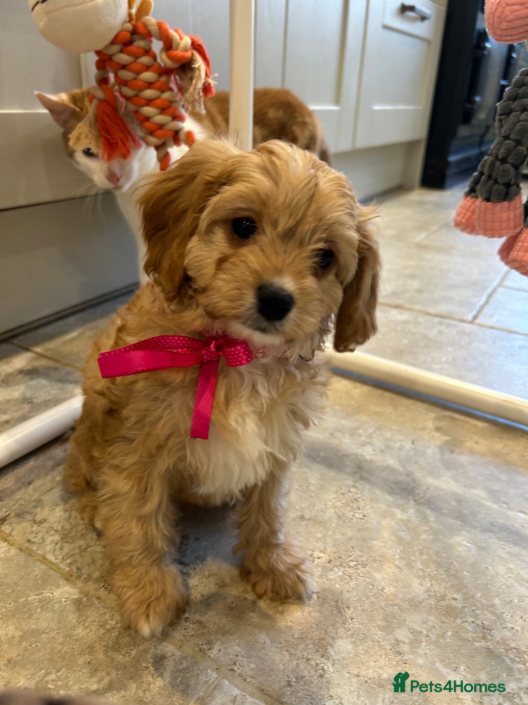 Cavapoo dogs for sale: Cavapoo F1 Ready Now - Advert 11