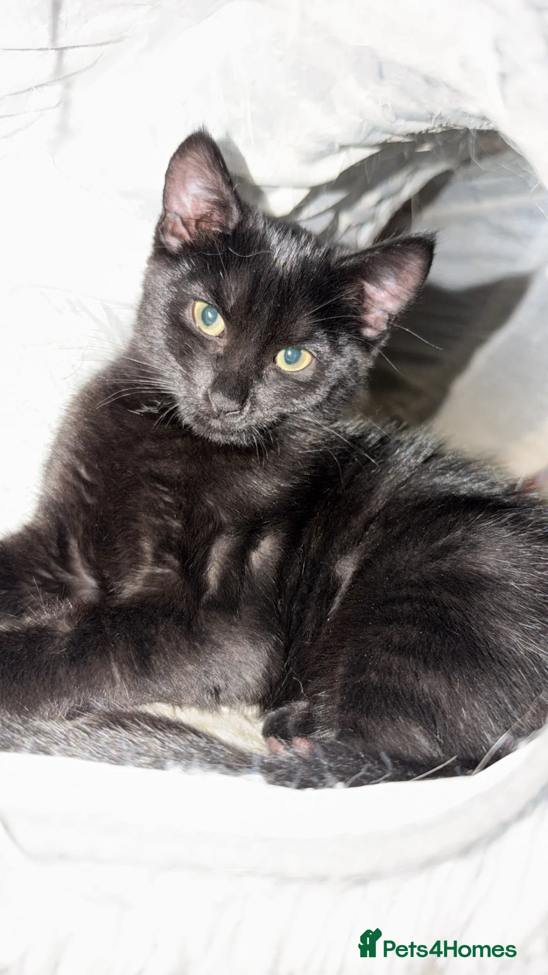 Mixed Breed cats for sale: Kittens £100 to go together to a happy home in Staines - Advert 2