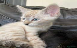 Bengal cats for sale: Part Snow Bengal Kitten - Image 8