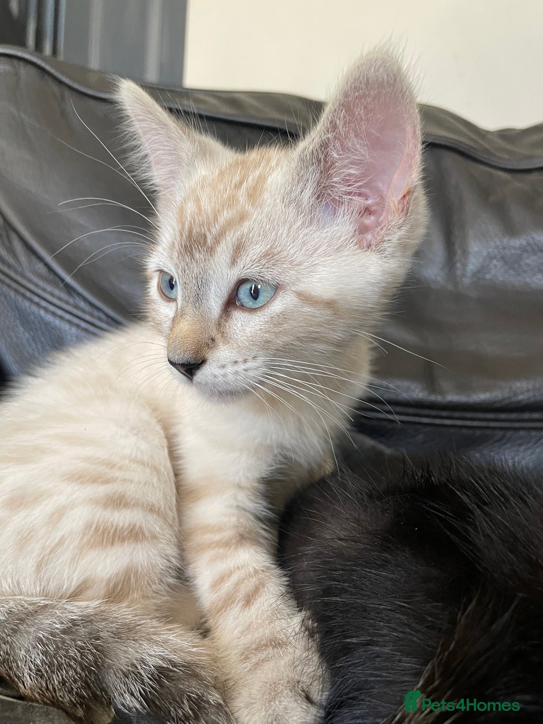 Bengal cats for sale: Part Snow Bengal Kitten - Image 8