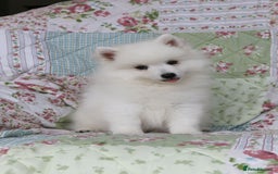 Japanese Spitz dogs for sale: Lovely Male Japanese spitz puppy - Image 4