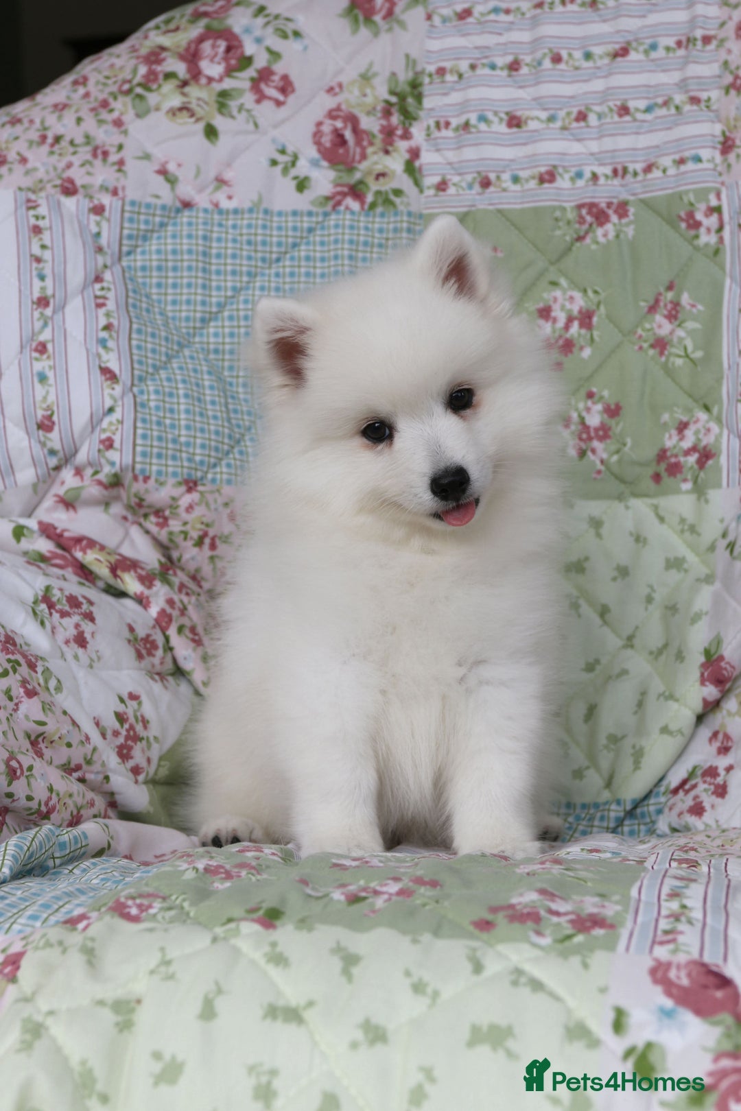 Japanese Spitz dogs for sale: Lovely Male Japanese spitz puppy - Image 4