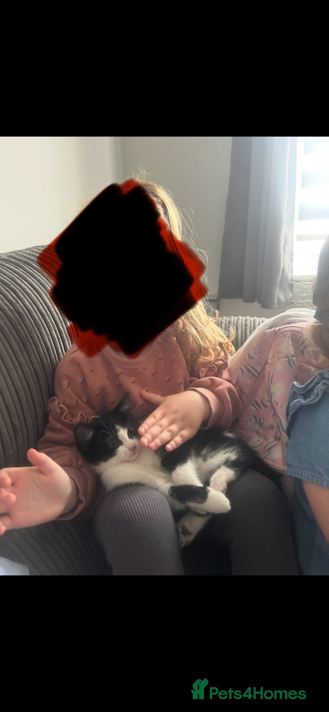 British Longhair cats for sale: Sweet natured,beautiful kitten&seresto fleaCollar  - Image 4