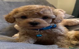 Maltipoo dogs for sale: 🐶 3 Gorgeous Toy Maltipoo F1b Puppies for sale🐶  - Image 5