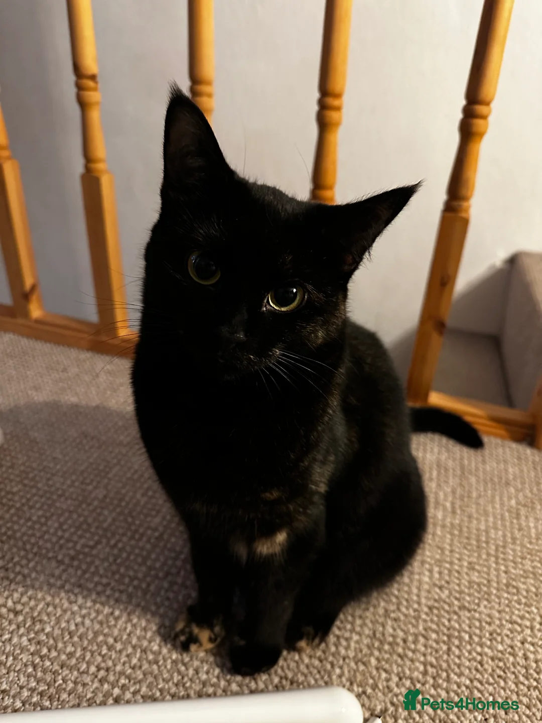 Mixed Breed cats for sale: Beautiful almost 3 year old Cat - Advert 7