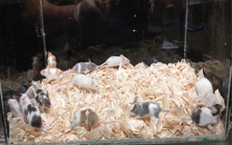Mouse rodents for sale: Baby Female Fancy Pet Mice - Image 10