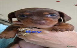 Miniature Dachshund dogs for sale: Minature smooth haired Dachshunds - Image 10