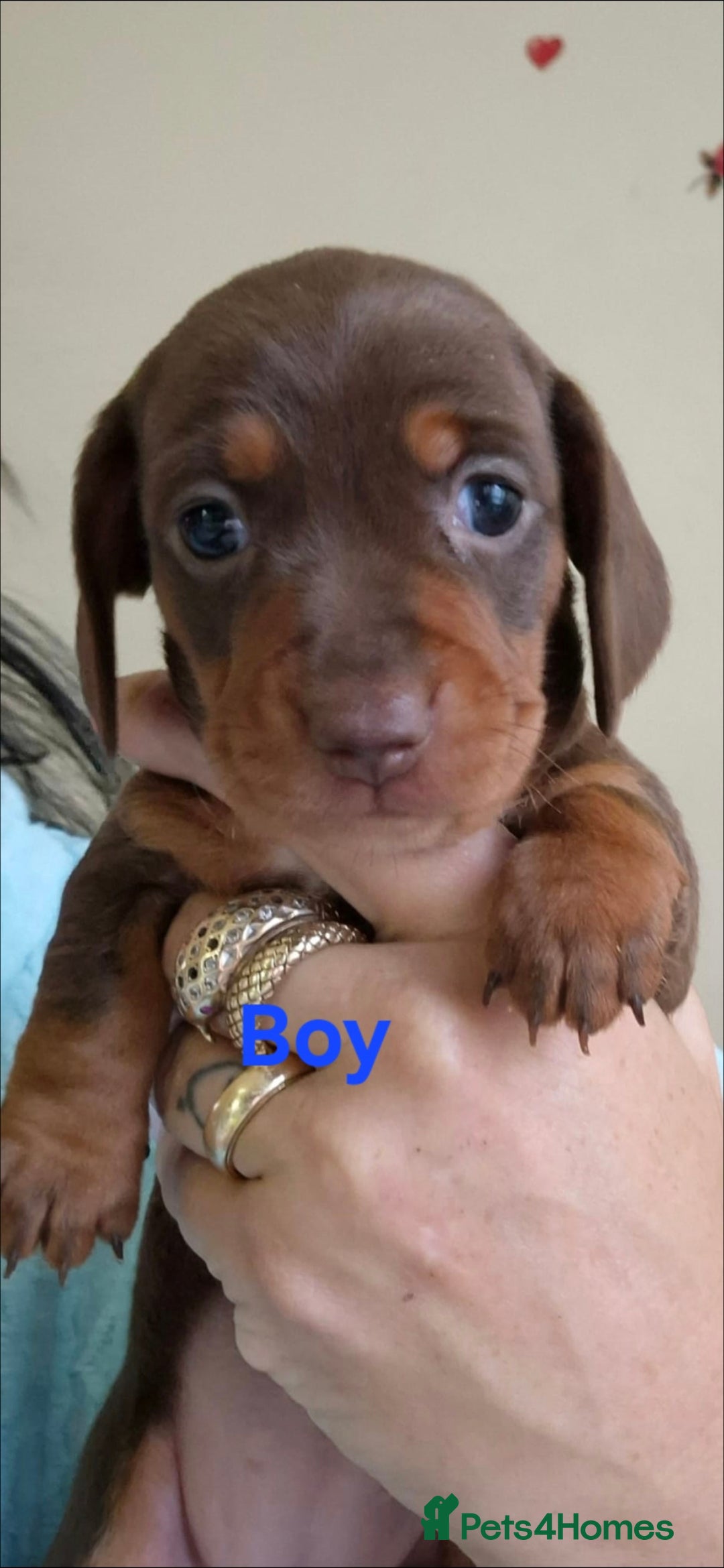 Miniature Dachshund dogs for sale: Minature smooth haired Dachshunds - Image 10