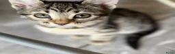 Bengal cats for sale: Beautiful Kittens ready for forever homes. - Advert 17