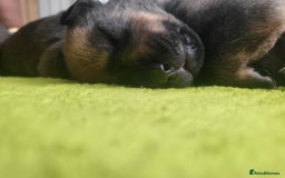 Mixed Breed dogs for sale: Beautiful Ridgeback Staffy x Rottweiler Puppies - Advert 29