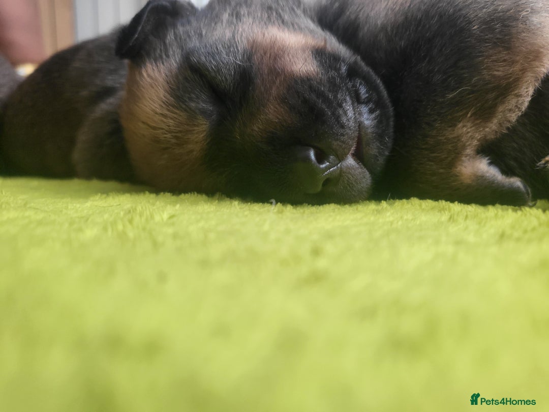 Mixed Breed dogs for sale: Beautiful Ridgeback Staffy x Rottweiler Puppies - Advert 29